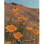 California babies