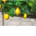 Lemmon tree squad