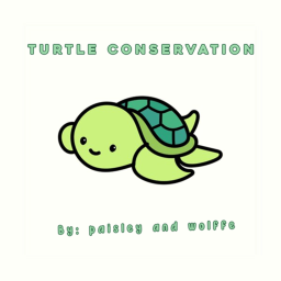 Turtle Conservation! ⭐🐢