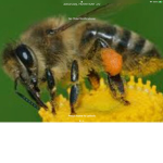 Save honeybees