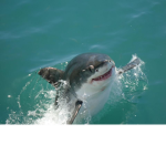 Diamond shark studios