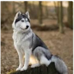 Husky :D (my piggy RP doggy)