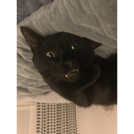 Kitty gamer club