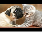 savage cats and pugs