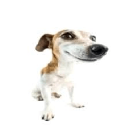 dog meme icon