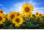Sunflowers Field