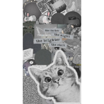 Aesthetic Animals <3