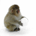 monkey snowball