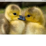 Canard love all