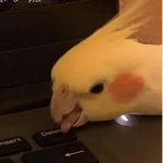 BIG BIRD CLUB COOL