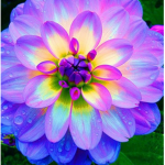 Fragrant flowers from zainab