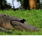 Crocodile gangg