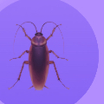 Purple Roaches