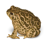 Frog Zone United