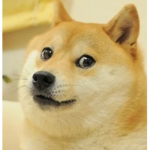 SUSSY DOGE!