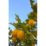 <3 lemons <3