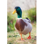Quack_Squad<3