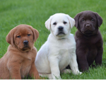 (Dog Group)