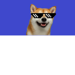 cool doggz