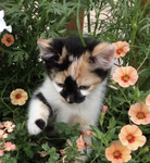wispymews [STAFF APPLICATIONS]