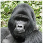 Gorilla religion
