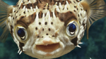 fish development Ltd