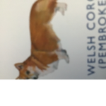 Corgiiiiiiiiiiiiiiiiiiiiiiiiiiiiiiiiiiiiiiiiiiiiii