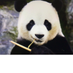 Panda_Girl