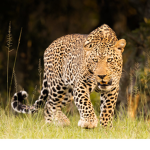 Leopard’s Studio