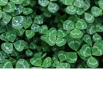 The Clover Hunters
