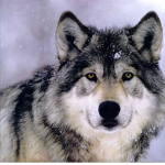 Team Thunder The Wolf