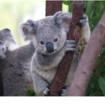 Koala surprises ~ fan group!