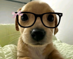 Unicórnios e unicórnias<3
