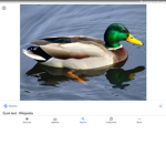 Duck are the best