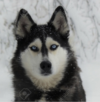 DOGGIES ARE THE BEST!!!