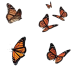 -.Butterfly Army.-