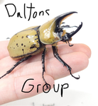 Dalton and Beedrill
