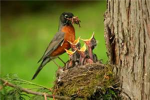 Beautiful baby birds