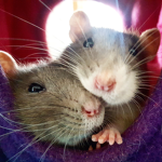 Jordens Rat Club