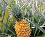 Elliana pineapple group