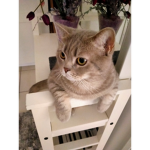 Adopt me pet satın aliyorum