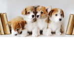 Puppies ruleeeeeee