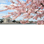 Sakura Cherry Blossoms