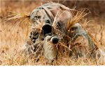 comander blackouts sniper legon