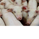 I love pigs so much