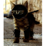 Ninja Kitty Cat squad