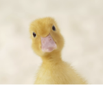 Duck Obbies