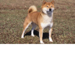 Pog Dog Hater Club