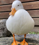 The DUCKIE FAM!