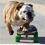 invisible skaterz